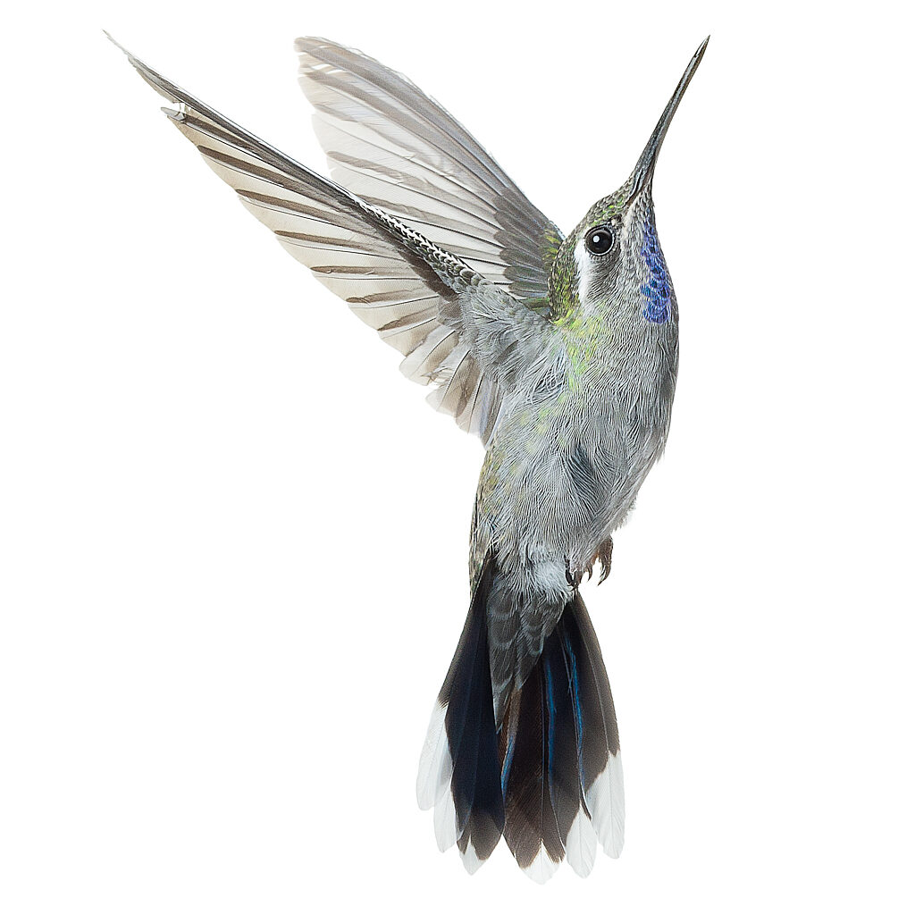 Blue-throated Humminbird_001